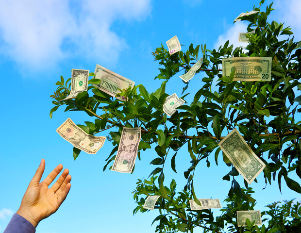 how to grow your own money tree