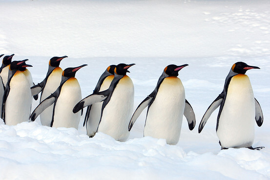 penguins G 20110127071538