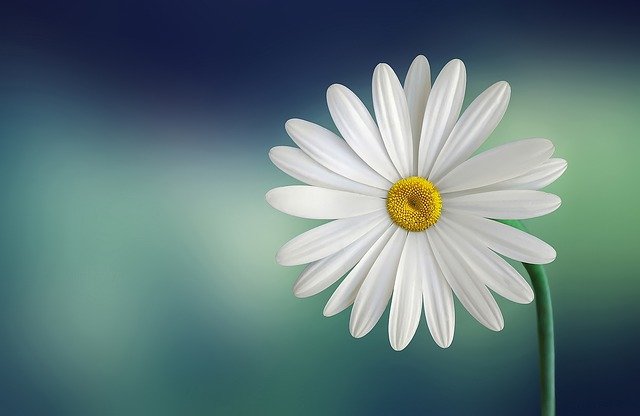Spring Flowers Live Wallpaper Android Download in Apps Tag