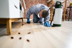All You Need To Know About Finding The Most Eco-Friendly Pest Services