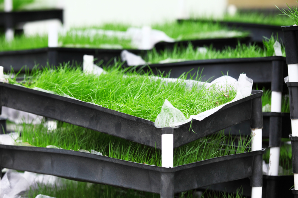 Zoysia Sod Your Path To A Lush, Low-Maintenance Lawn Oasis