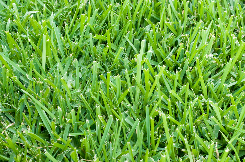 Floratam: The Robust Grass Solution From Council Growers SOD
